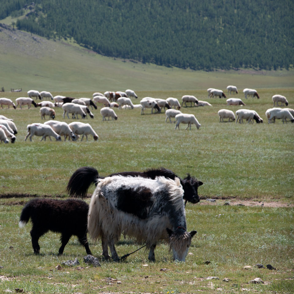 LANGYARNS Noble Nomads Yaks dans les vastes étendues de la Mongolie
